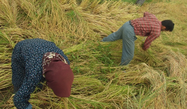 یک گزارش تصویری از برداشت برنج