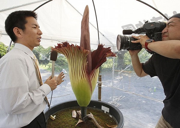 بزرگترین گل جهان شکفت