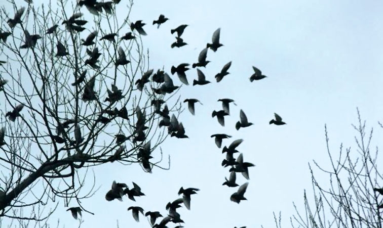 پرنده آسمان