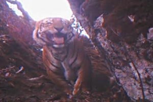 Die Tiger gingen den Filmern in über 4.000 Meter Seehöhe in die Film-Falle