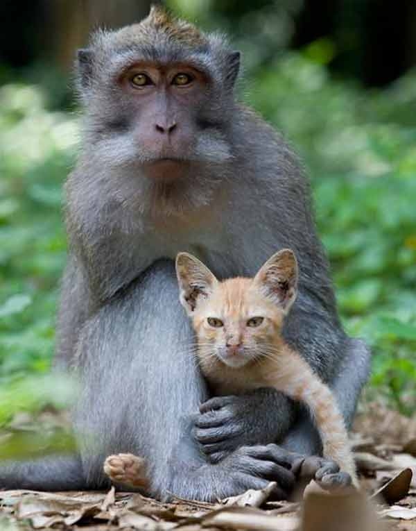  Monkey adopts kitten