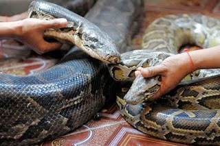 snake wedding
