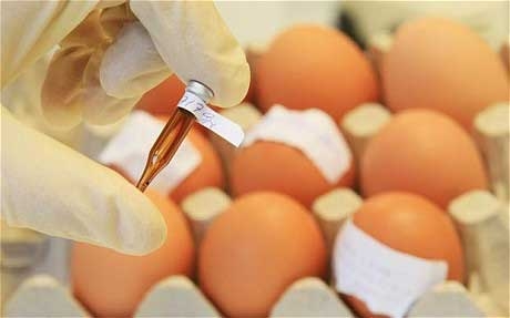 toxic eggs