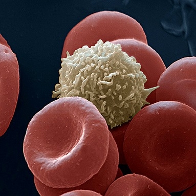 blod cell