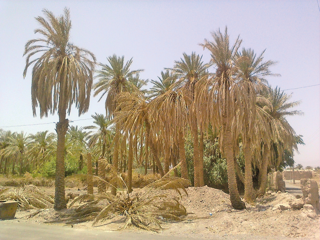 خشکسالی - درخت های نخل