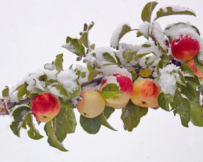درخت - میوه - برف