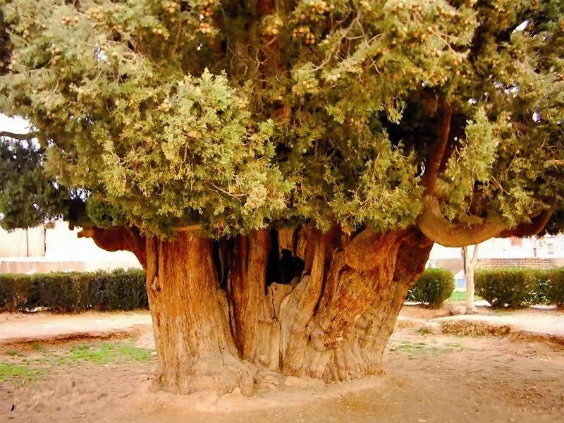 ابرکوه - درخت سرو 4000 ساله