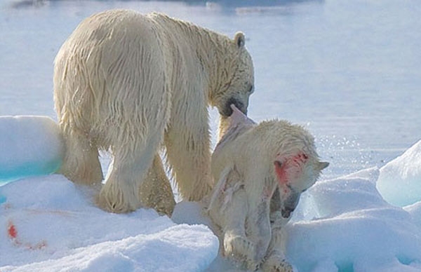 وقتی خرس‌های قطبی همنوعان خود را می‌خورند