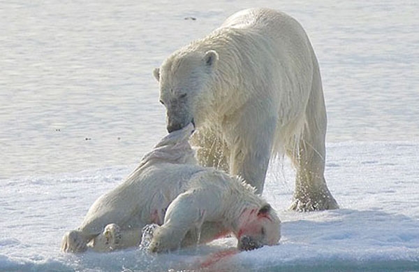 وقتی خرس‌های قطبی همنوعان خود را می‌خورند