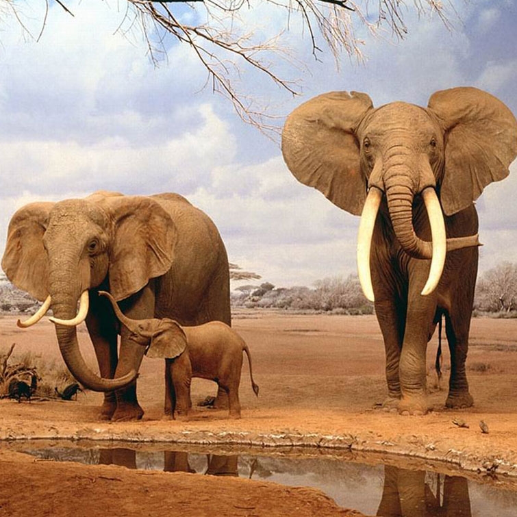 فیل ها