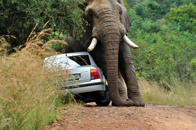 هرگز از یک فیل سبقت نگیرید