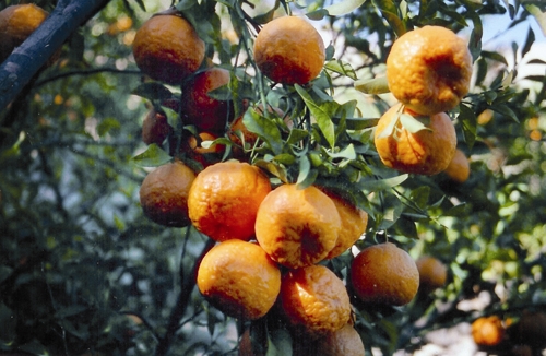 میوه - نارنگی