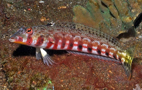 گونه‌های جدید ماهی‌ها در دنیای زیر آب اندونزی
