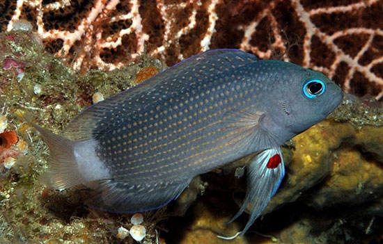 گونه‌های جدید ماهی‌ها در دنیای زیر آب اندونزی