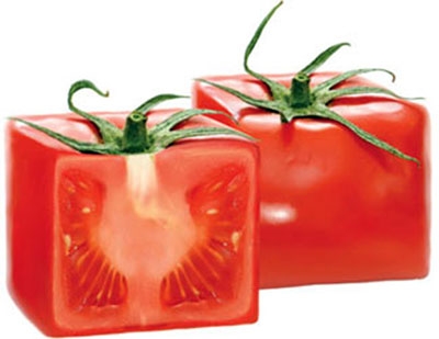 تولید گوجه‌فرنگی به شکل مربع 
