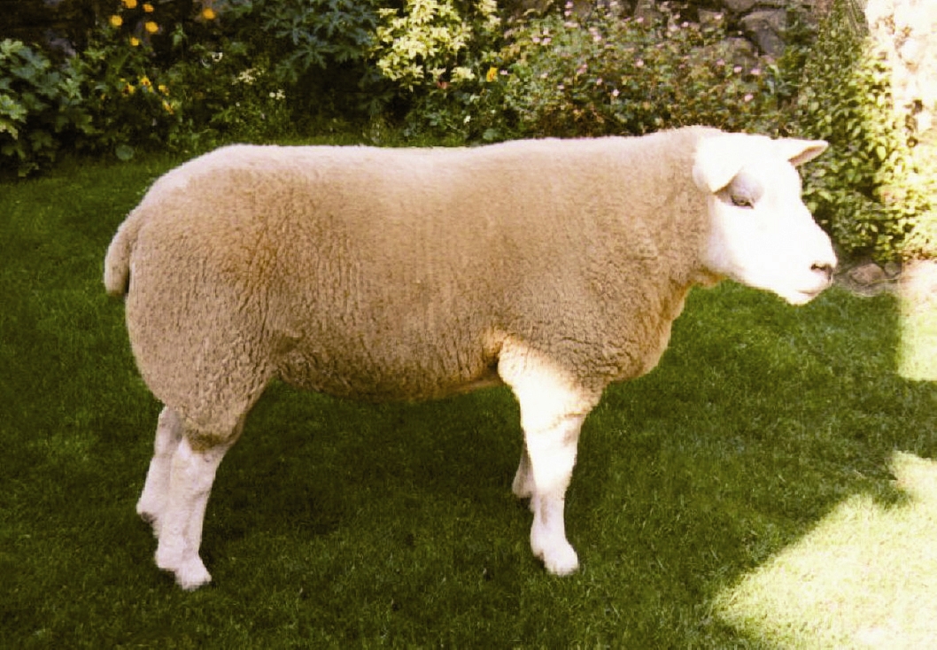 حیوانات - گوسفند