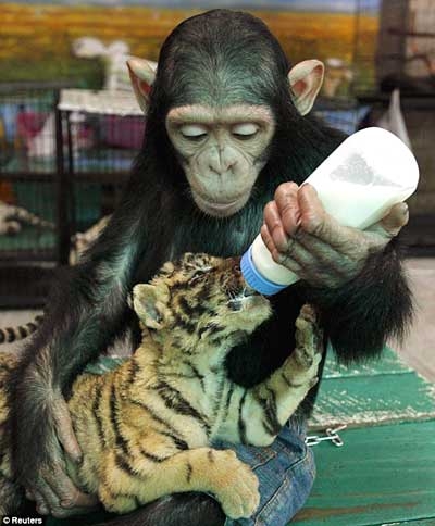شامپانزه در نقش مادر ‌توله ببر