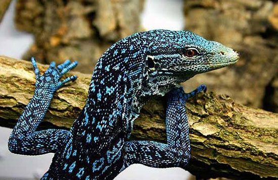 کشف گونه‌های جدید جانوری در گینه نو