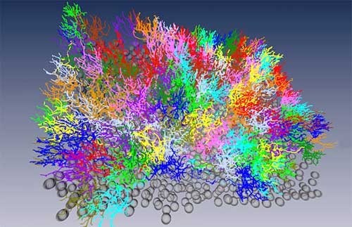 شبکه عصبی مغز انسان