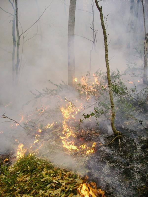 آتش سوزی - منابع طبیعی