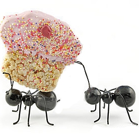 چطور از دست مورچه‌ها در خانه خلاص شویم؟