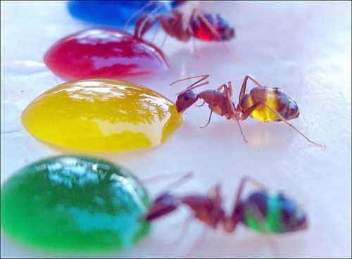 مورچه‌های رنگا‌رنگ
