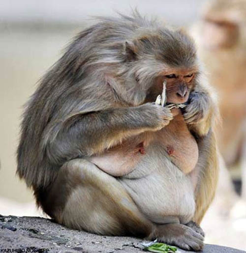 میمون‌های چاق باید رژیم بگیرند
