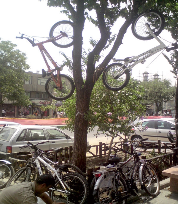 دوچرخه درختی