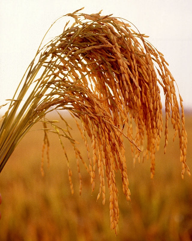 تولید نوعی برنج برای مقابله با اختلالات تغذیه‌ای