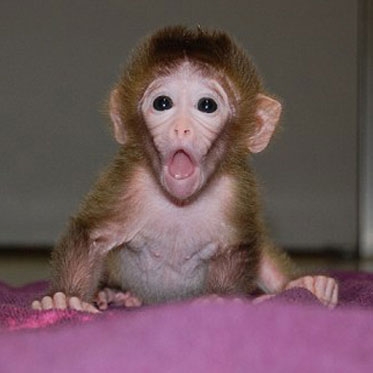 نخستین میمون‌های کایمرای جهان