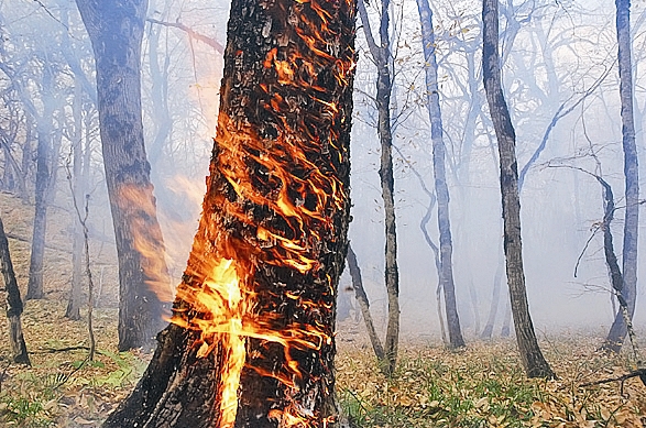 آتش سوزی - جنگل