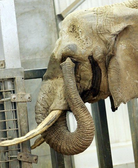 بزرگ‌ترین عمل آب مروراید جهان بر روی یک فیل