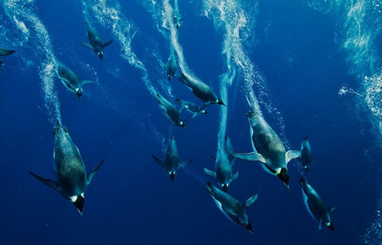 تصاویر برتر از پنگوئن‌ها در زیر یخ‌