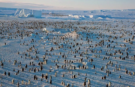 تصاویر برتر از پنگوئن‌ها در زیر یخ‌