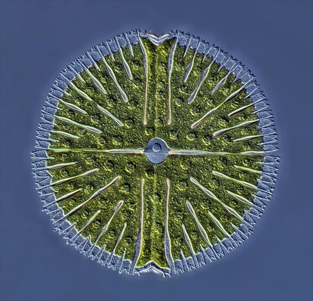 برترین تصاویر میکروسکوپی سال 2012 را ببینید