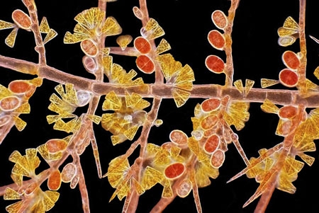 برترین تصاویر میکروسکوپی سال 2012 را ببینید