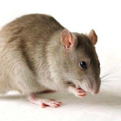درمان آلزایمر در موش‌ها
