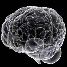 بافت سه بعدی مغز در آزمایشگاه تولید شد