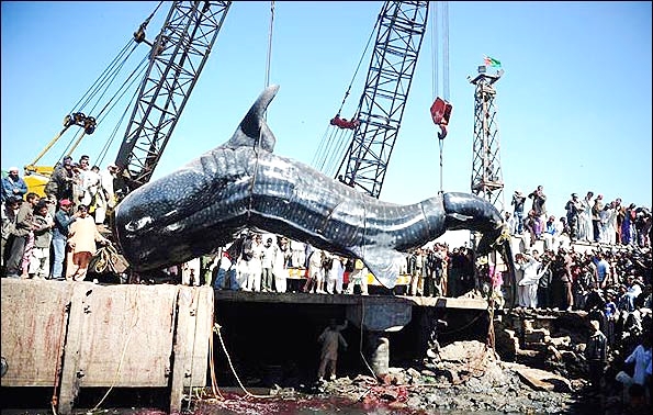 تصاویر بلند کردن یک کوسه نهنگی 12 متری با 5 جرثقیل