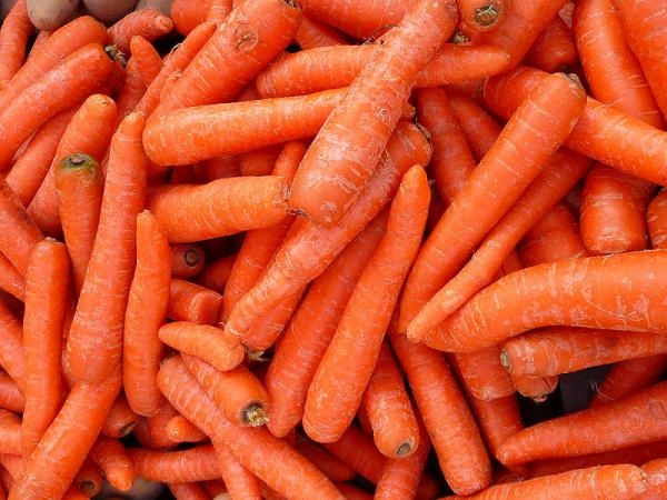 تولید ۲۶۰ هزار تن هویج در تابستان امسال | قیمت تابع عرضه و تقاضاست