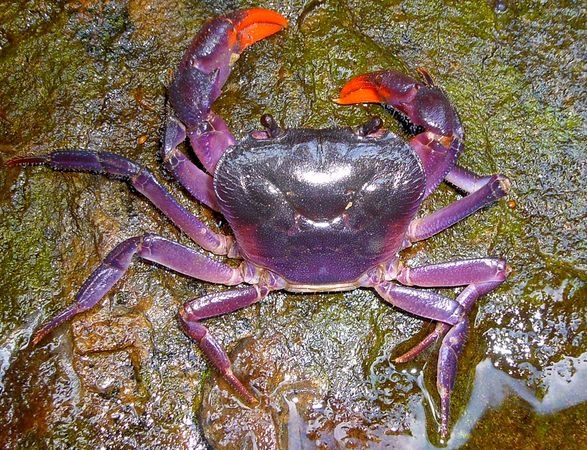 کشف گونه‌های جدید خرچنگ؛ تصاویری از خرچنگ‌های بنفش