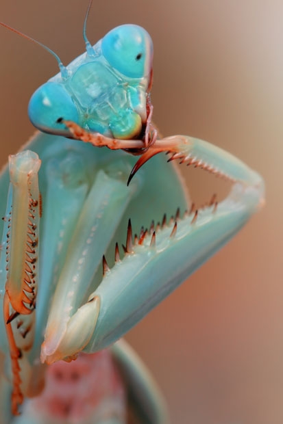 عکاسی غیر عادی از حشرات و حیوانات کوچک