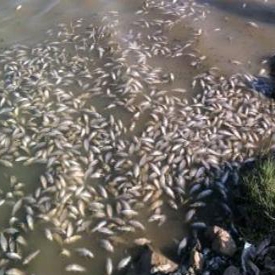 لاشه ماهیان تلف شده دریاچه گیلارلو گرمی سلامت این دریاچه را تهدید می کند