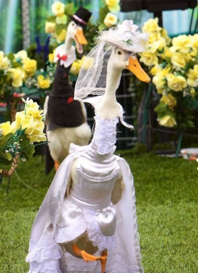 شوی لباس اردک‌ها سال 2012