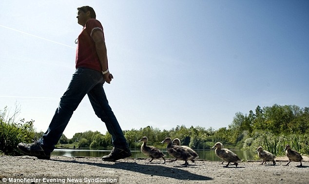 تصاویر مردی که مادر هشت جوجه اردک شد!