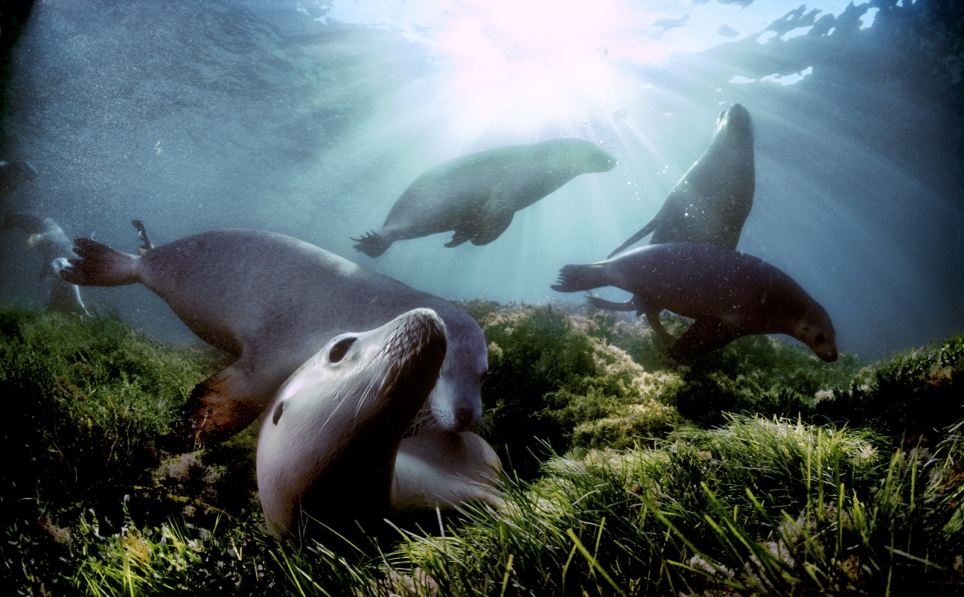 مجموعه تصاویر آبی از حیات وحش دریایی قطب جنوب