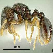 40 گونه مورچه جدید در فیلیپین