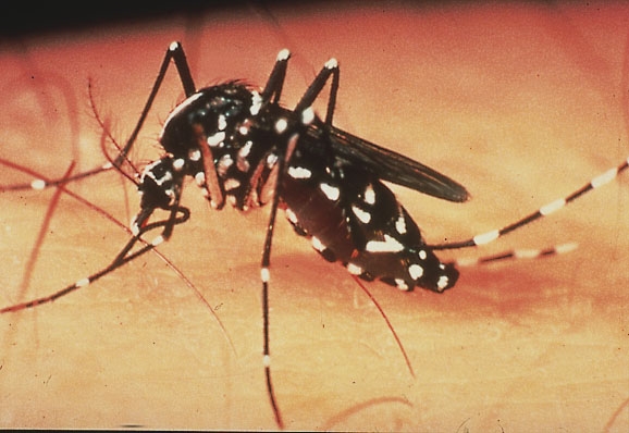 Aedes Mosquitoes