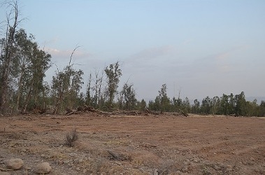 350 اصله درخت در پارک جنگلی داراب شبانه قطع شدند