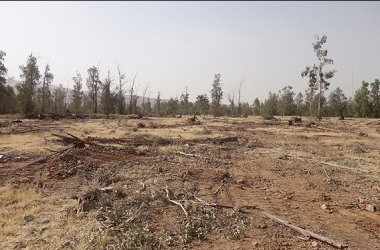 350 اصله درخت در پارک جنگلی داراب شبانه قطع شدند